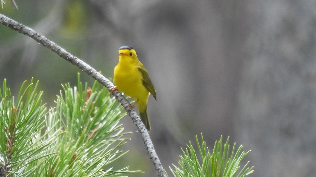 Wilson's Warbler - ML579463411