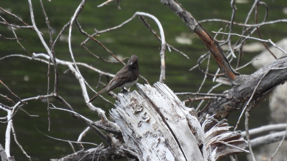 Black Phoebe - ML579464171