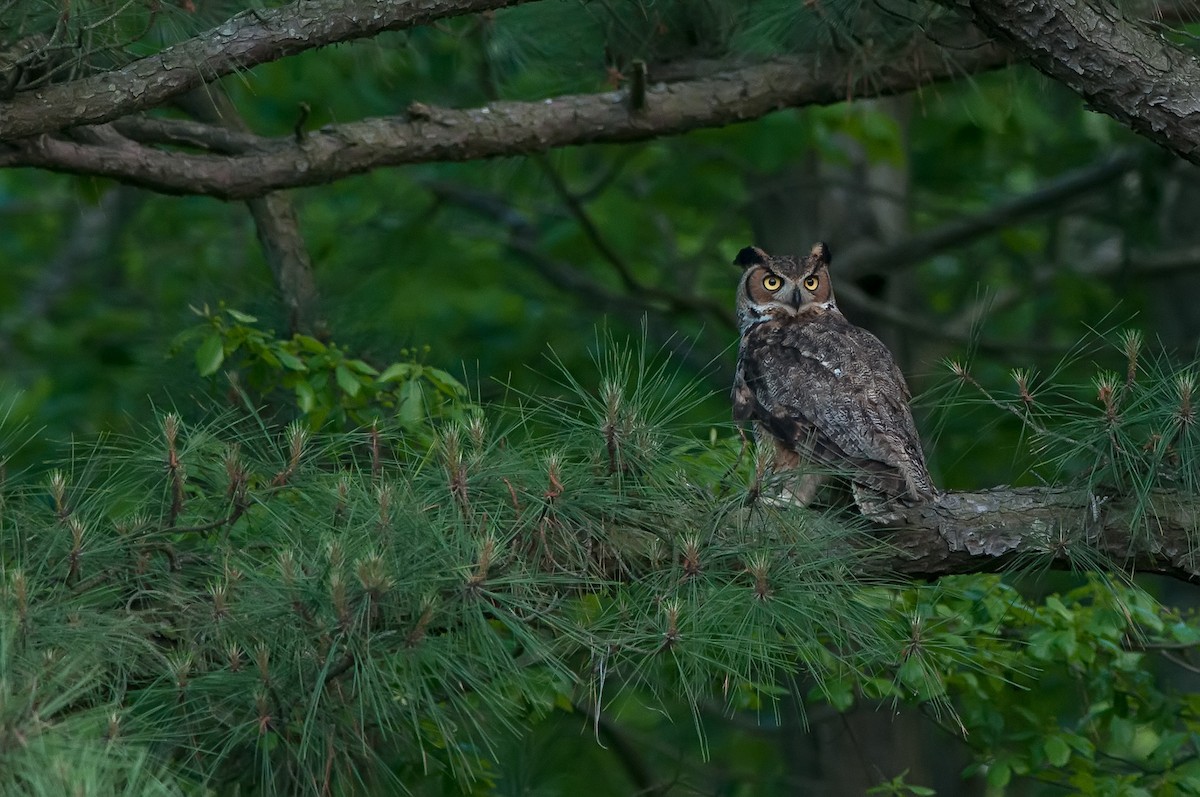 Great Horned Owl - ML57946511