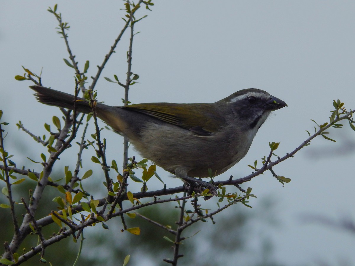 Green-winged Saltator - ML579466971