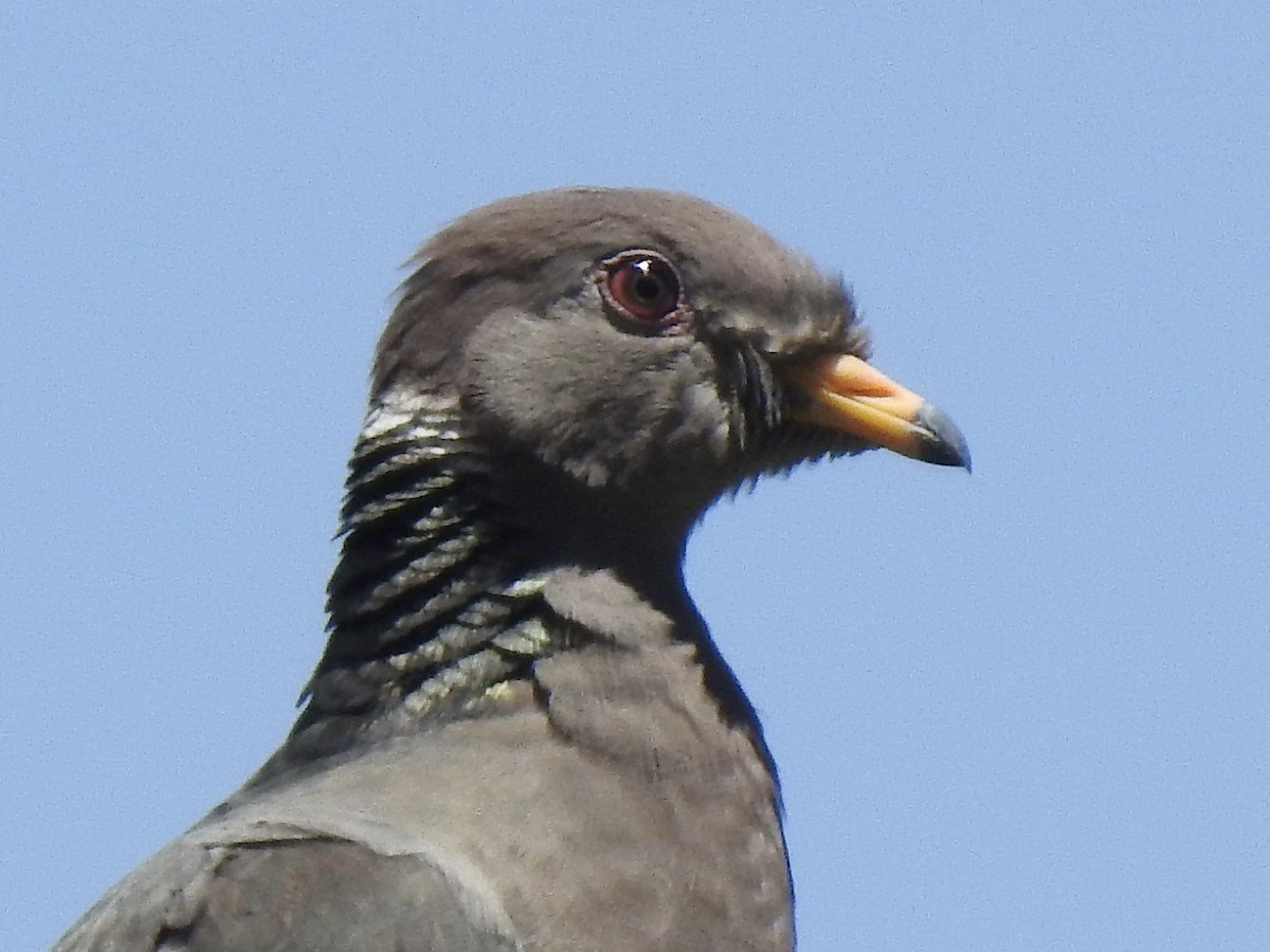 Pigeon à queue barrée - ML579467001