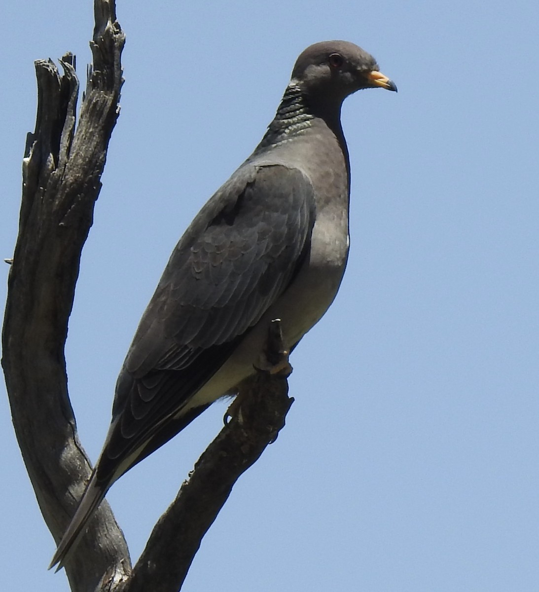 Band-tailed Pigeon - ML579467011