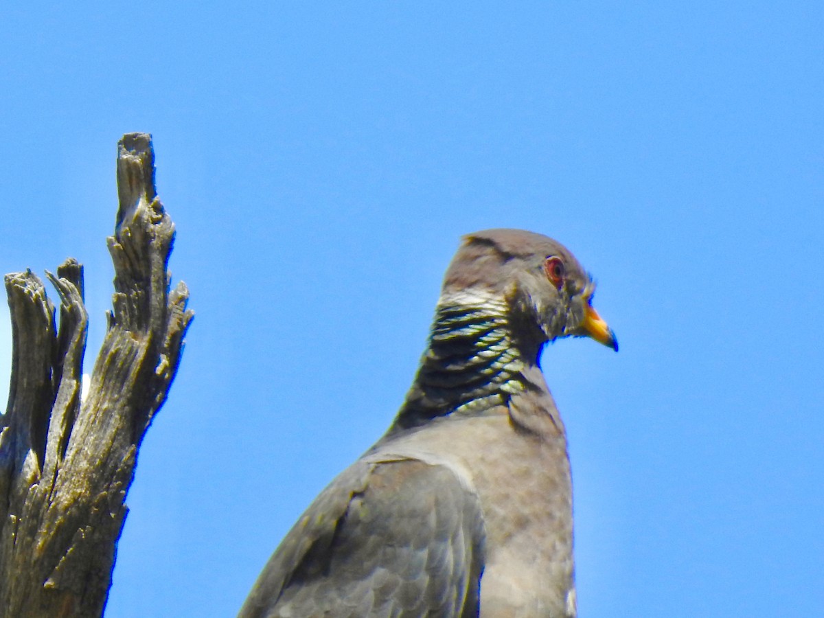 Band-tailed Pigeon - ML579467021