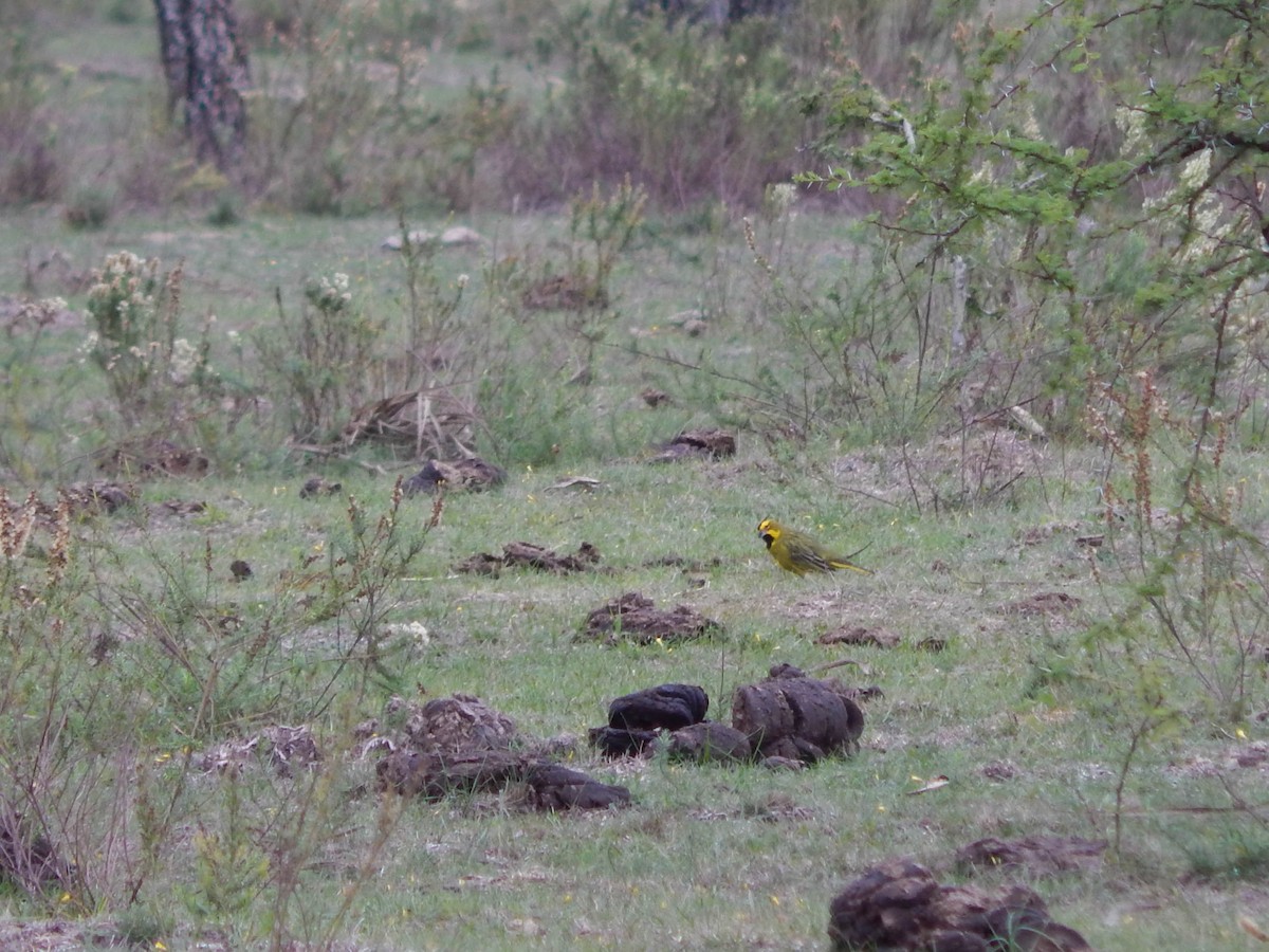 Yellow Cardinal - ML579467121