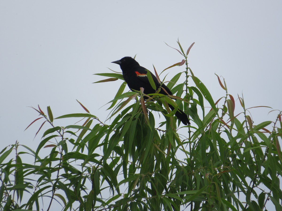 Red-winged Blackbird - ML579467381