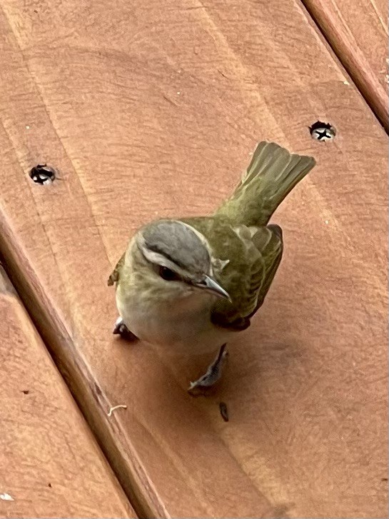 Red-eyed Vireo - SBA County Historical Records