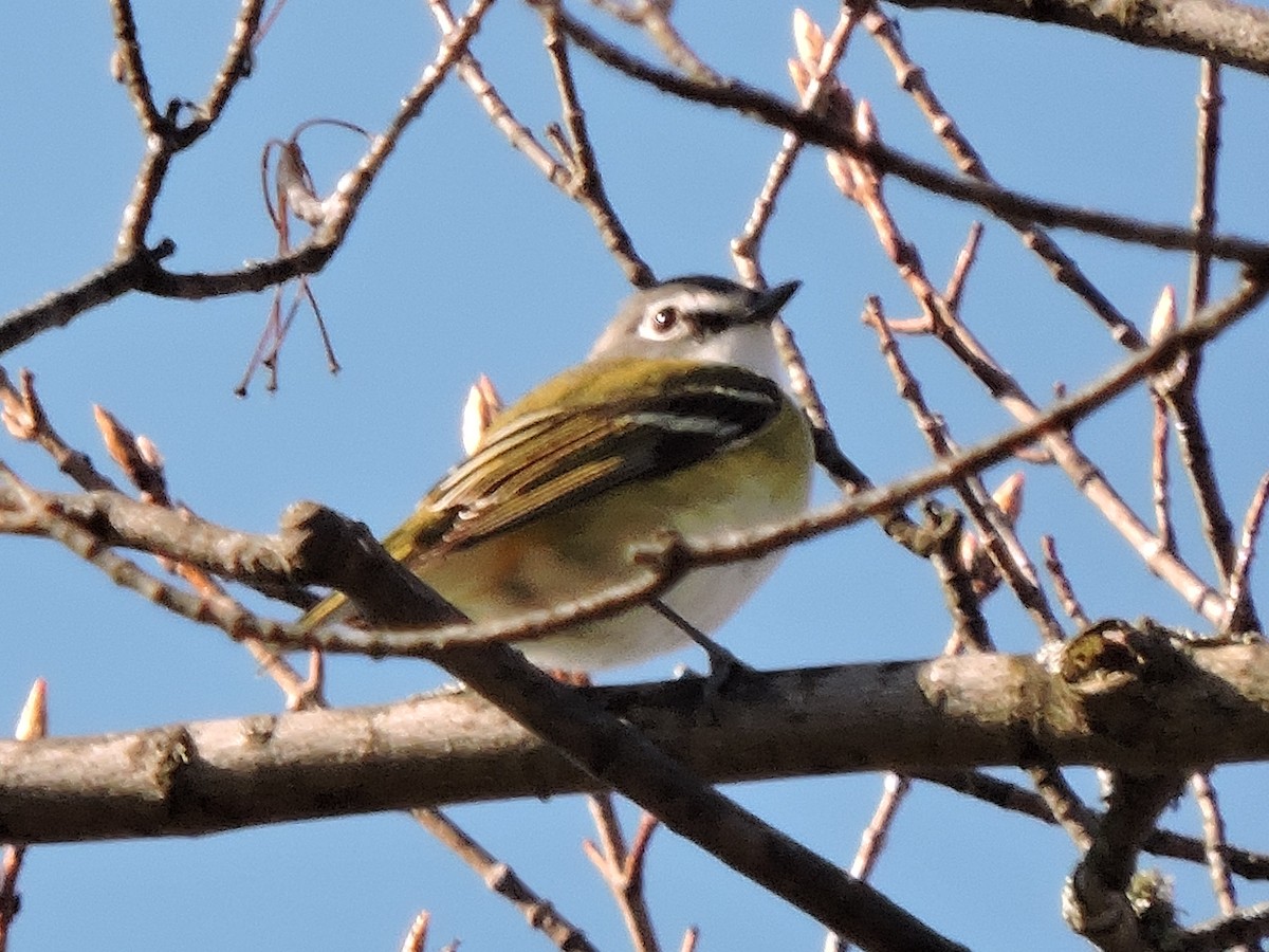 Blue-headed Vireo - Melody Walsh