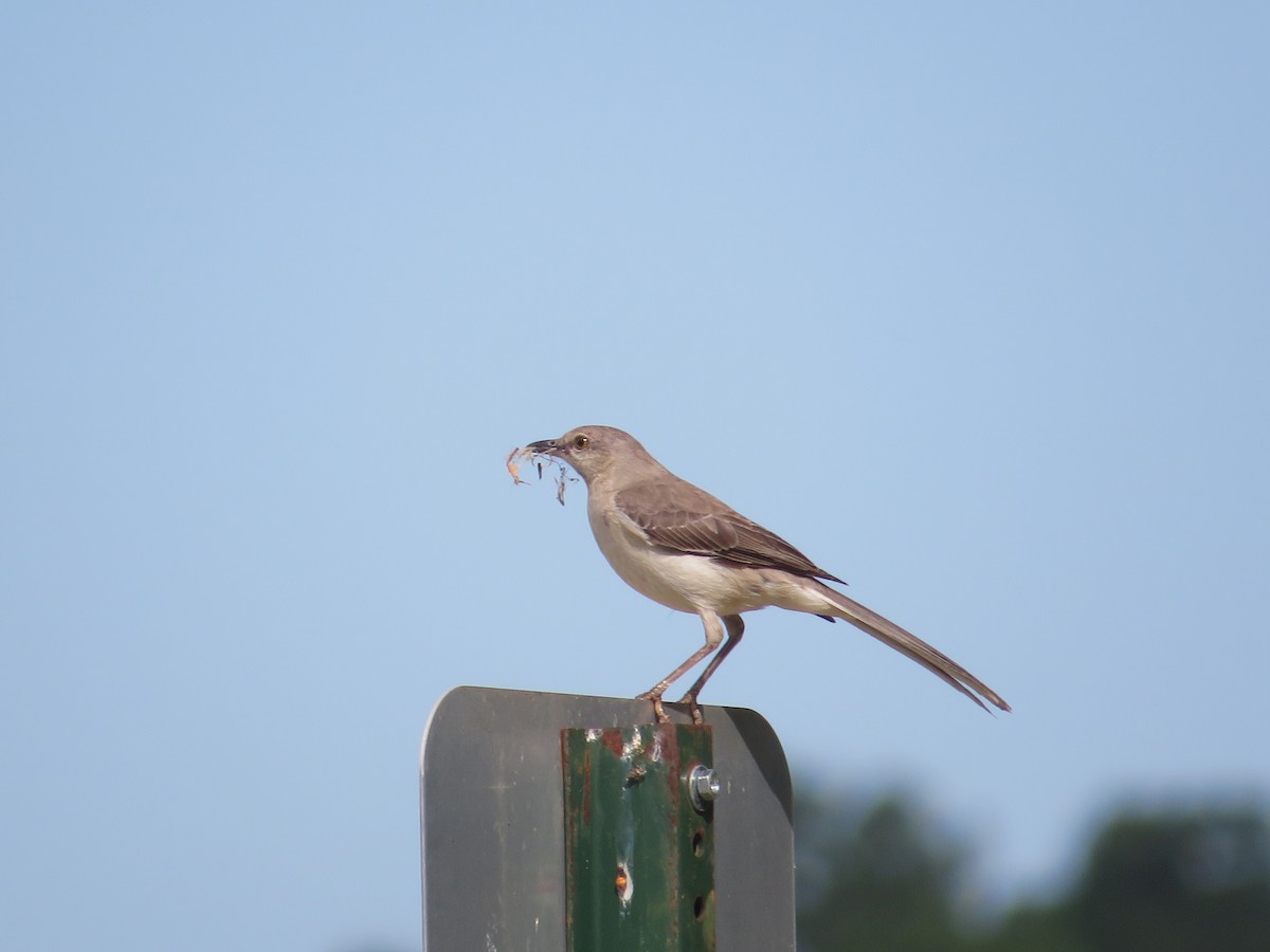 Northern Mockingbird - ML579467661