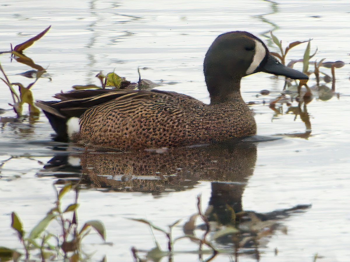 Blue-winged Teal - ML579467691