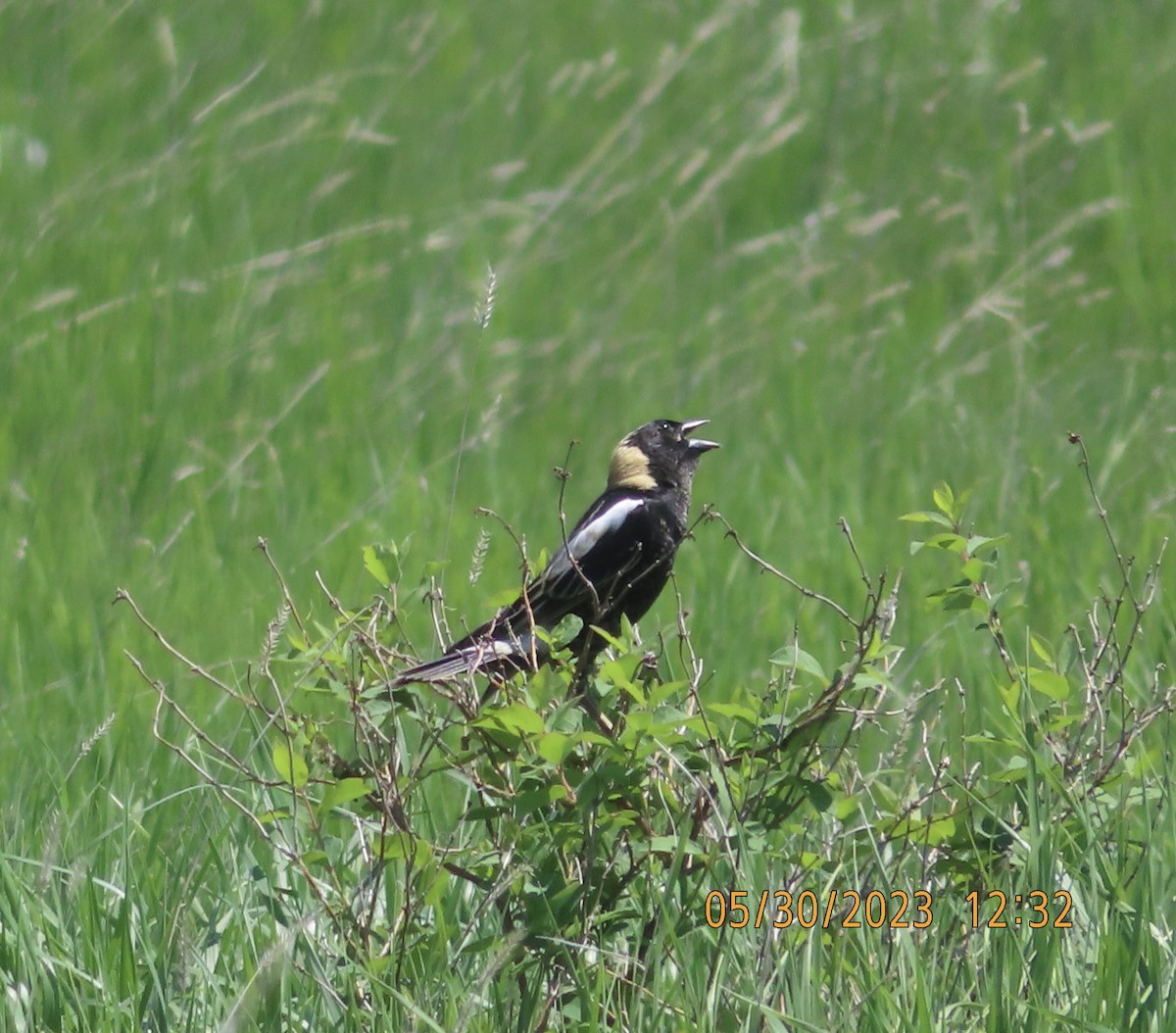 Bobolink - ML579467701