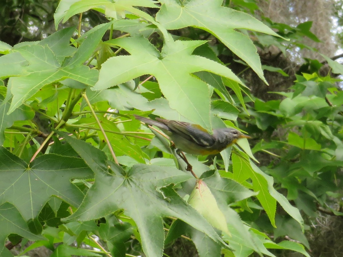 Northern Parula - ML579468011