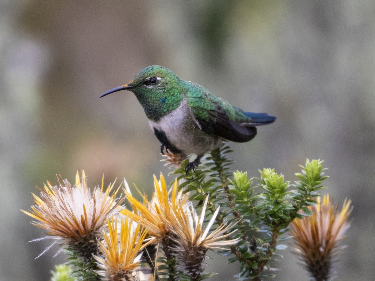 Colibrí de Cabeza Verde - ML579468441