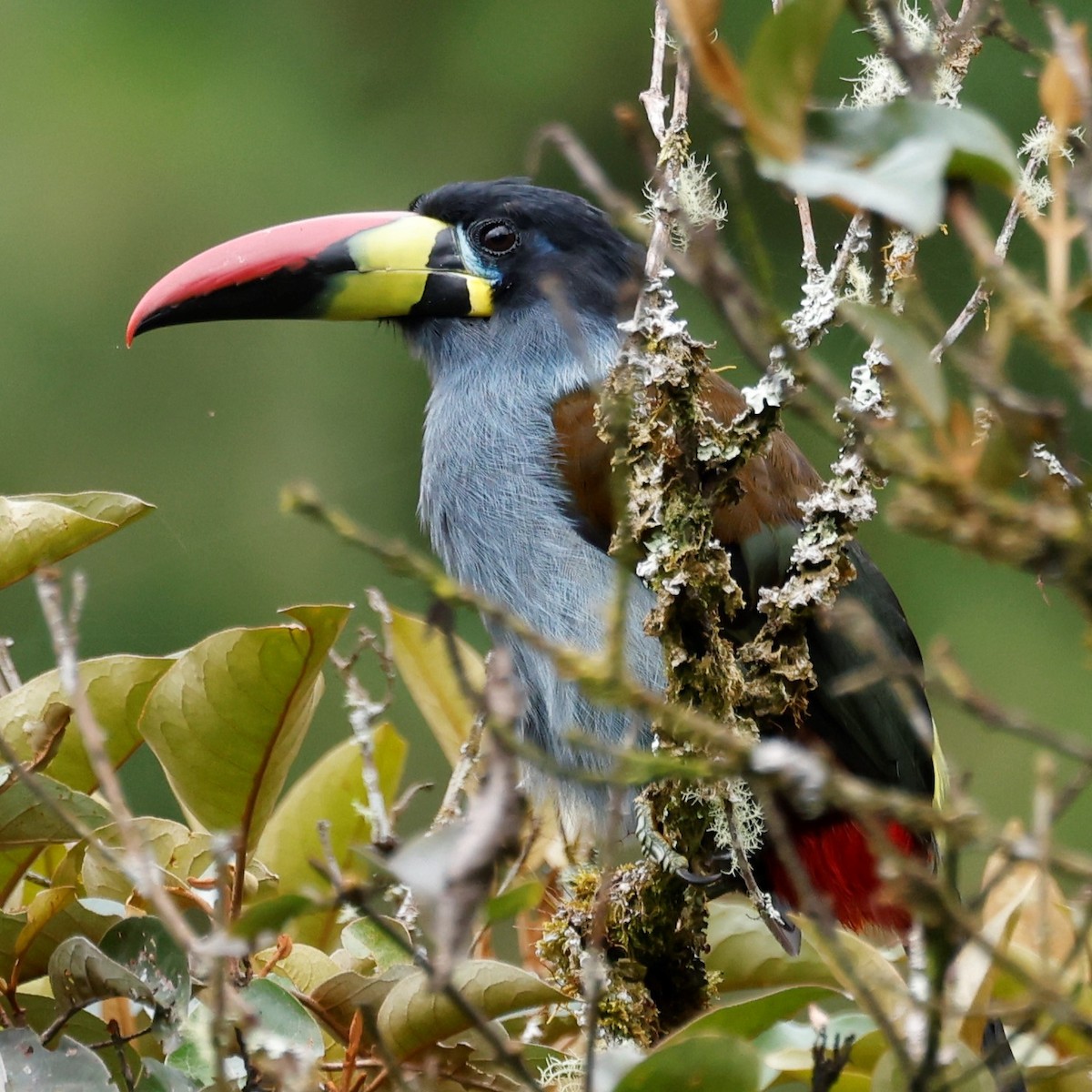 Gray-breasted Mountain-Toucan - John Mills