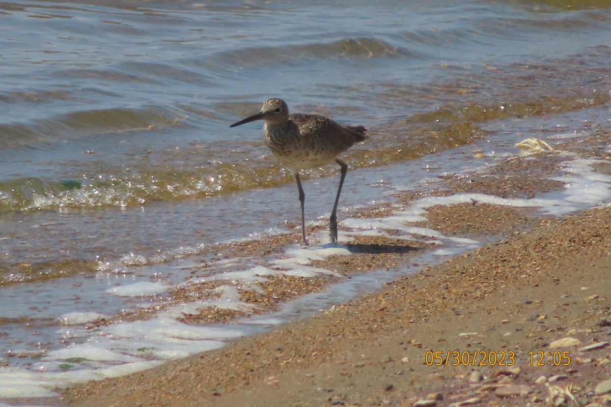 Willet - ML579468991