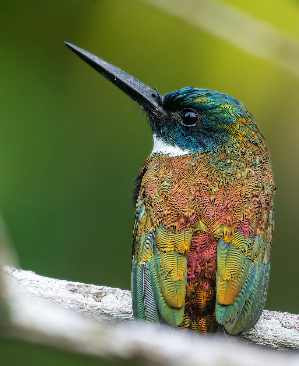 Bronzy Jacamar - ML579471001