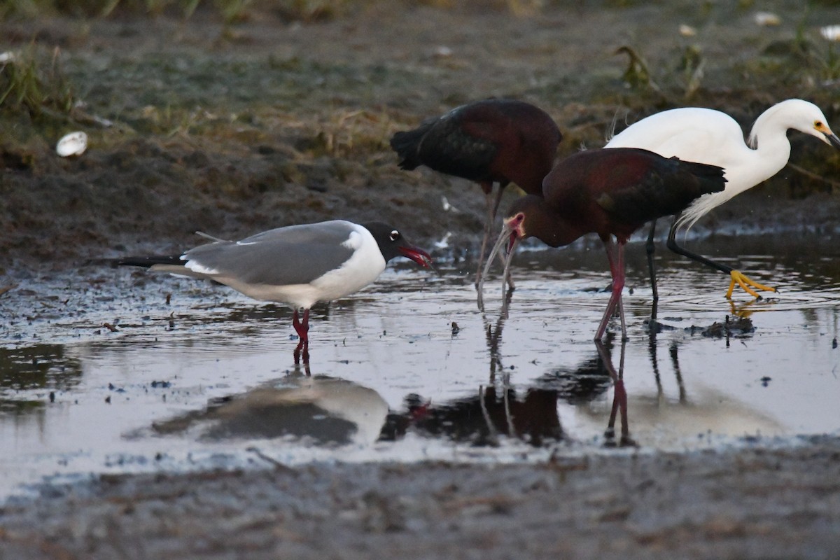 White-faced Ibis - ML579472201