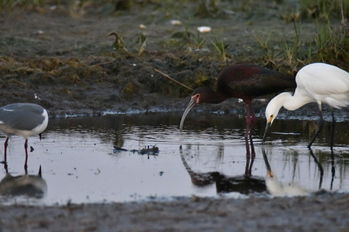 White-faced Ibis - ML579472211