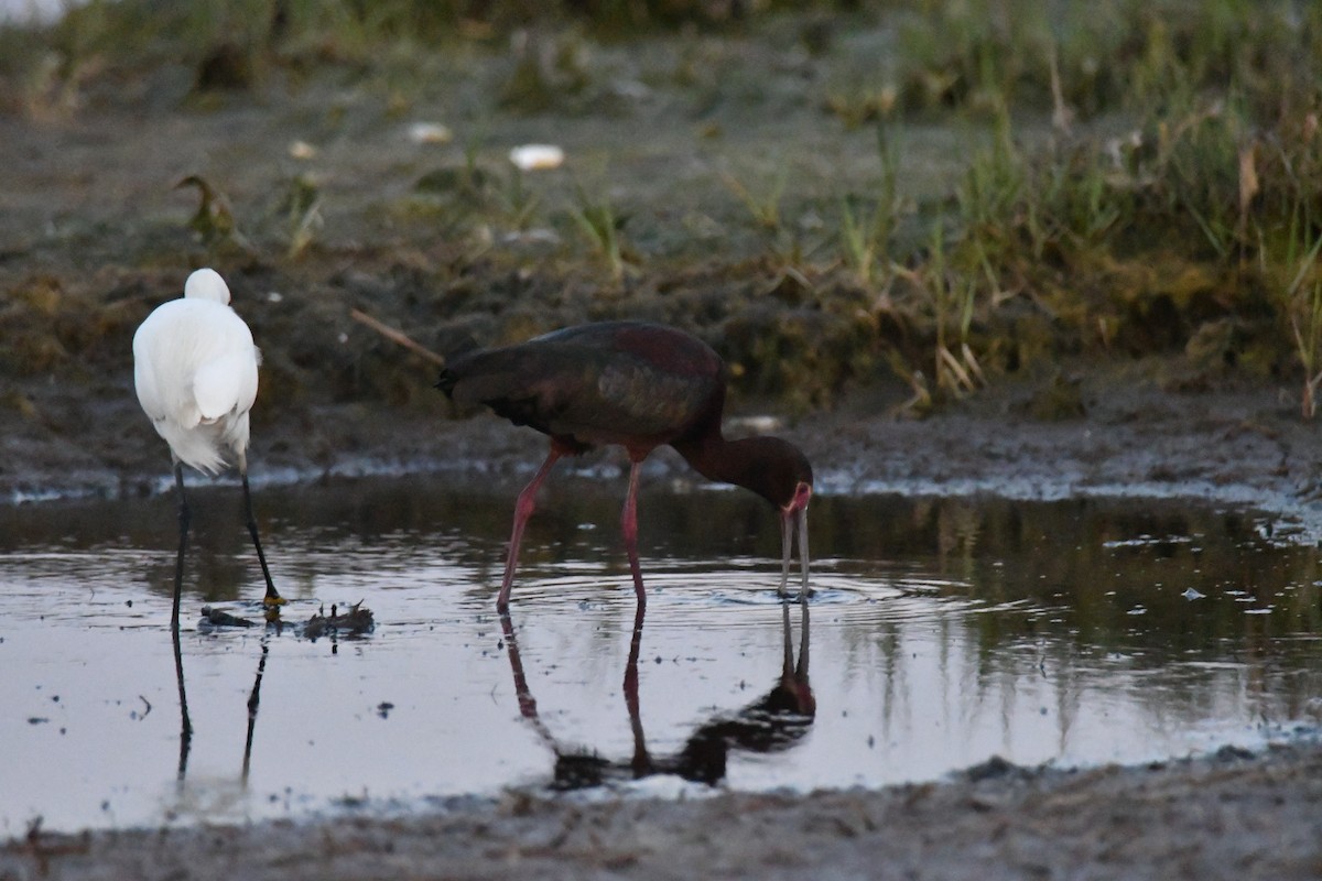 White-faced Ibis - ML579472221