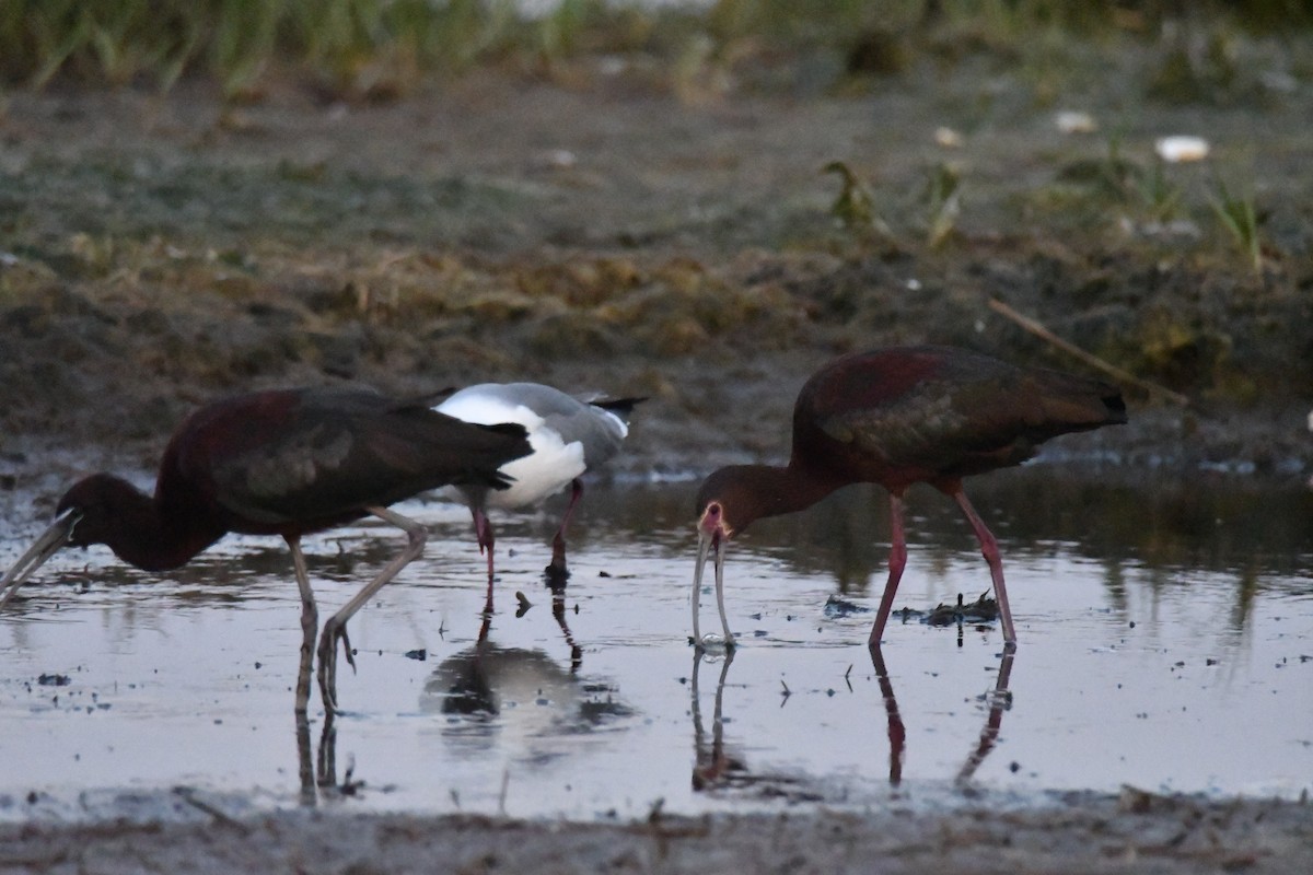 White-faced Ibis - ML579472231