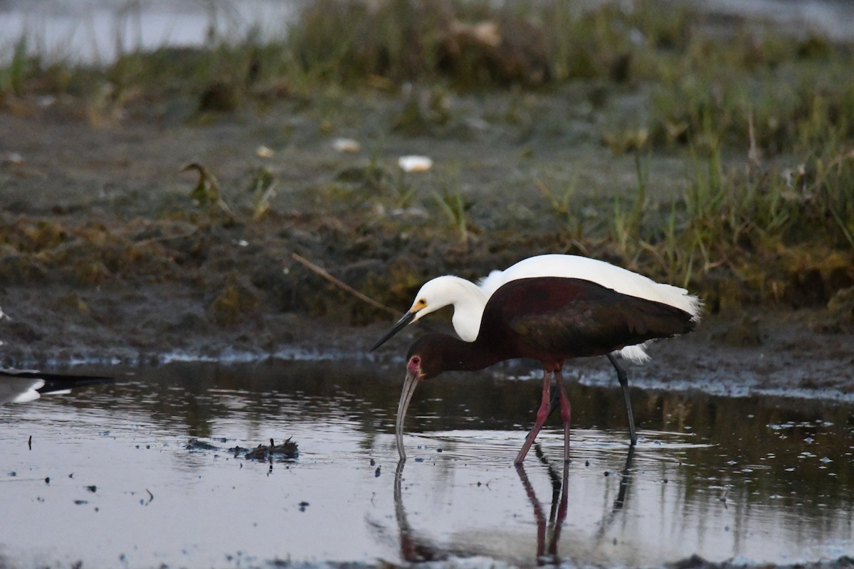 White-faced Ibis - ML579472481