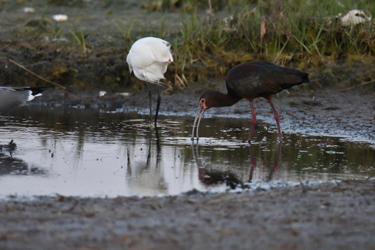 White-faced Ibis - ML579472491