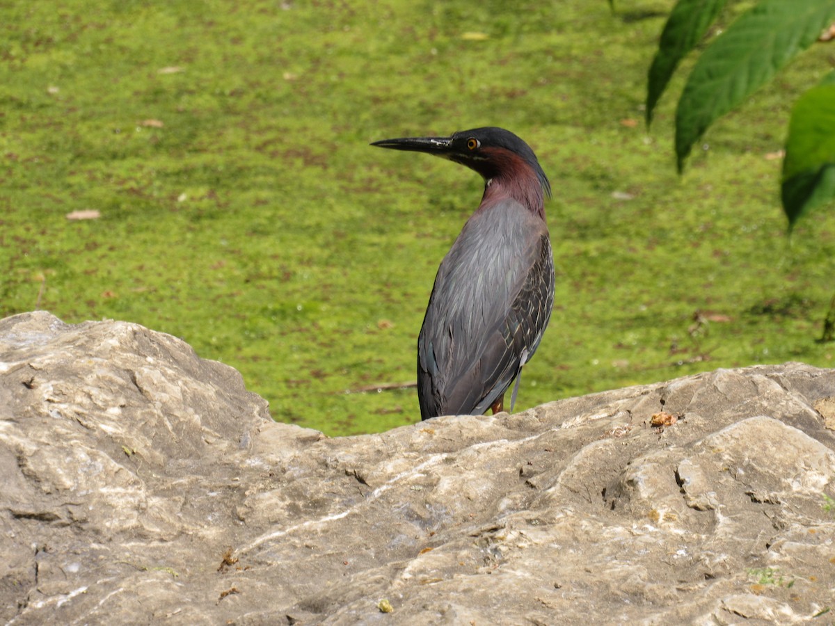 Green Heron - ML579473231