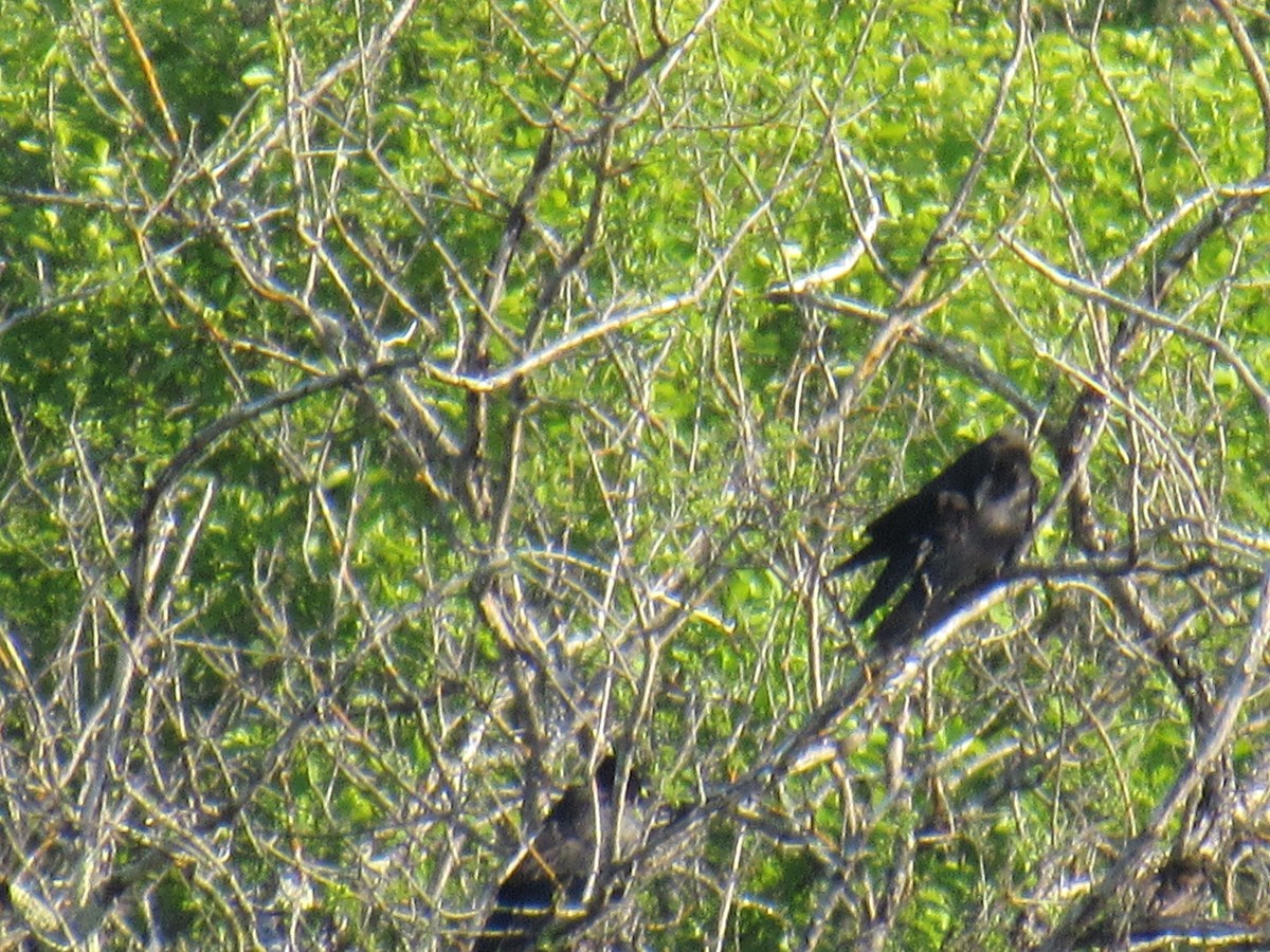 Common Raven - ML579473401