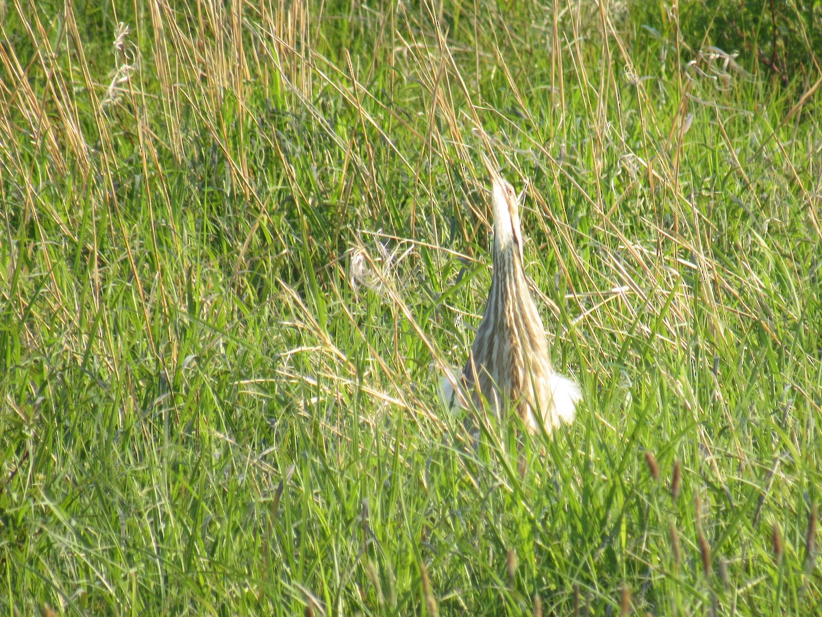 American Bittern - ML579473591