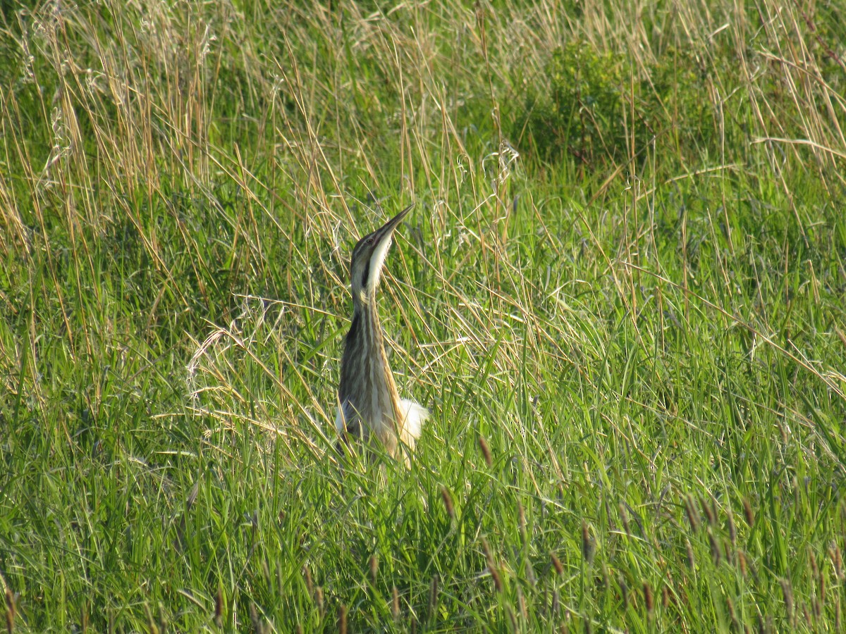 American Bittern - ML579474021