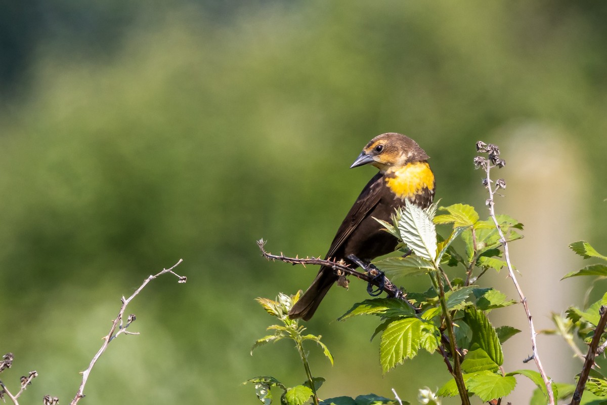 Yellow-headed Blackbird - Jo-Anne Braconnier