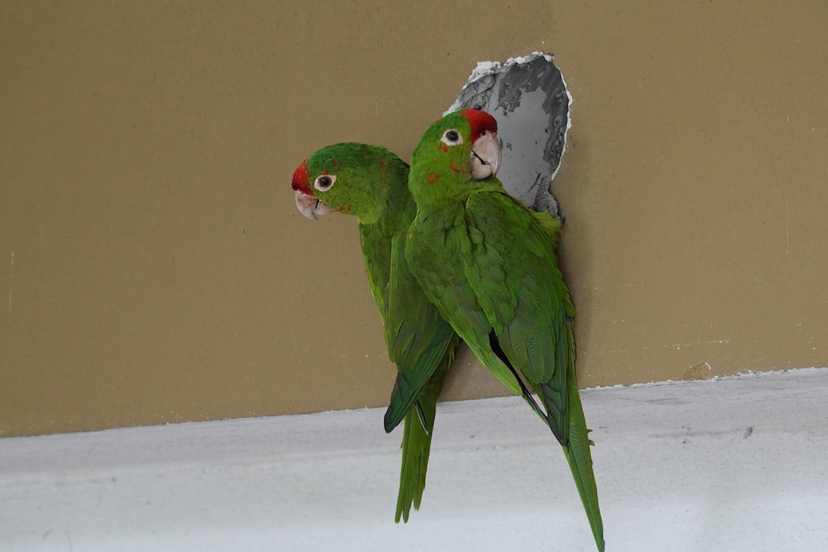Crimson-fronted Parakeet - Jim Zook