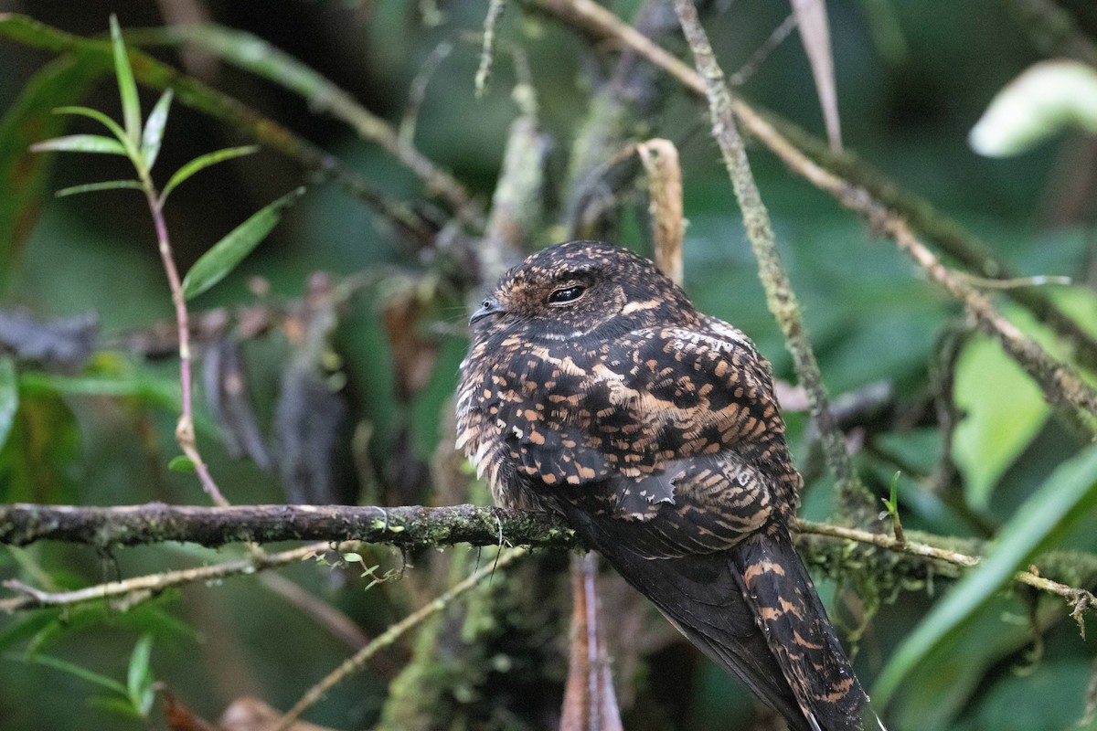 Lyre-tailed Nightjar - ML579475531