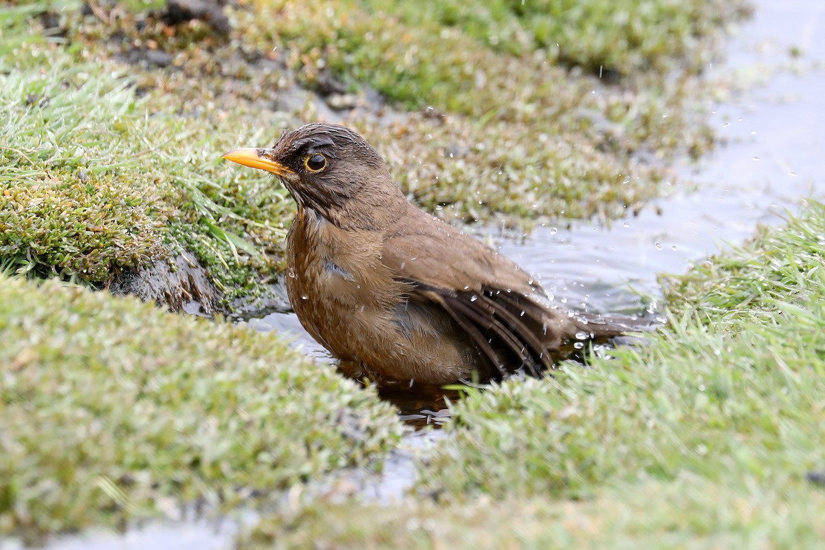 Austral Thrush (Falkland) - Stephen Gast