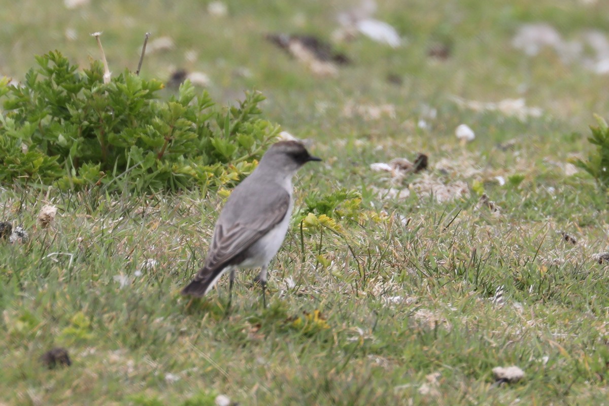 Dark-faced Ground-Tyrant (maclovianus) - ML579476411