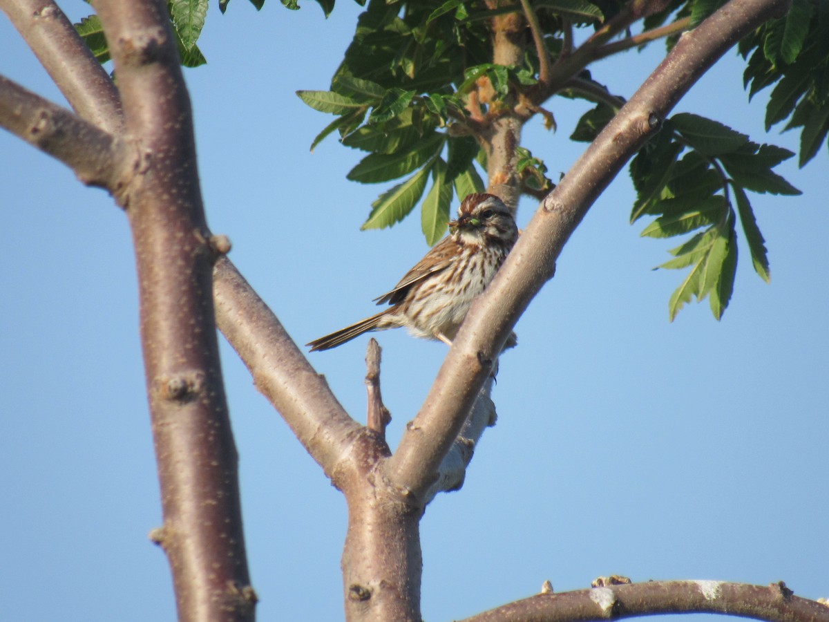 Song Sparrow - ML579476701