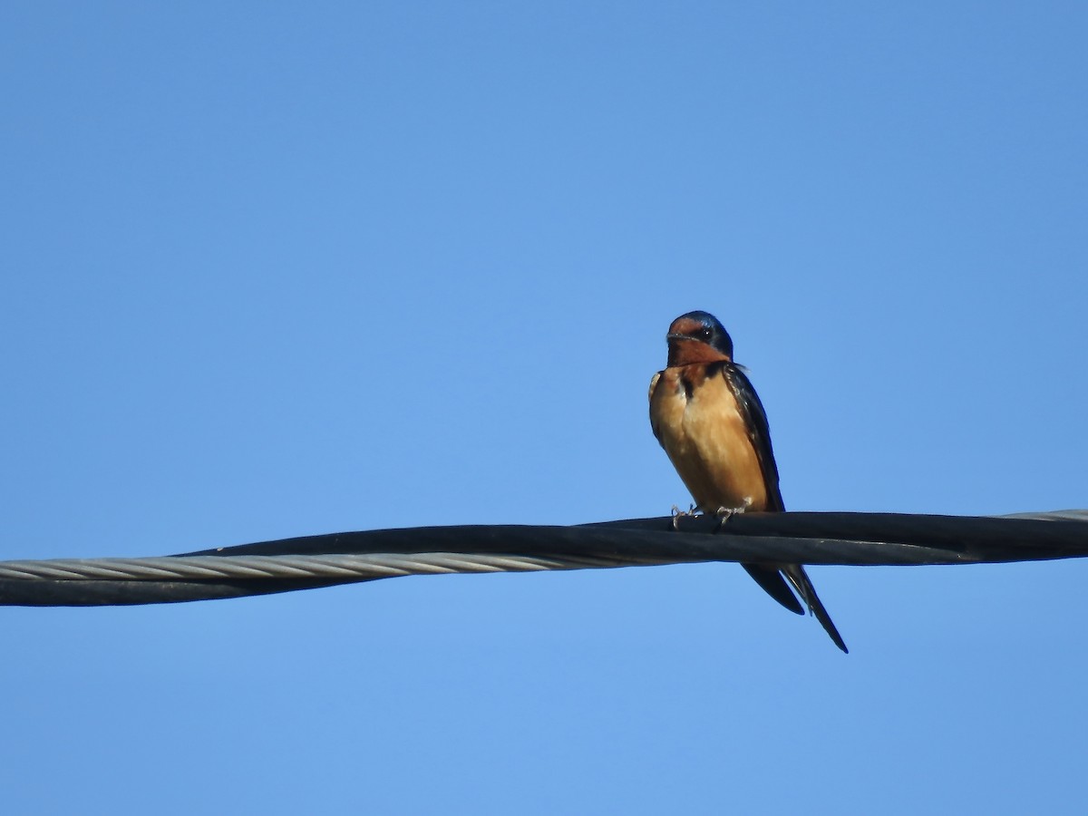 Barn Swallow - Danny Tipton