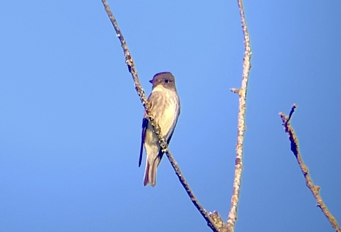Olive-sided Flycatcher - Mike Green