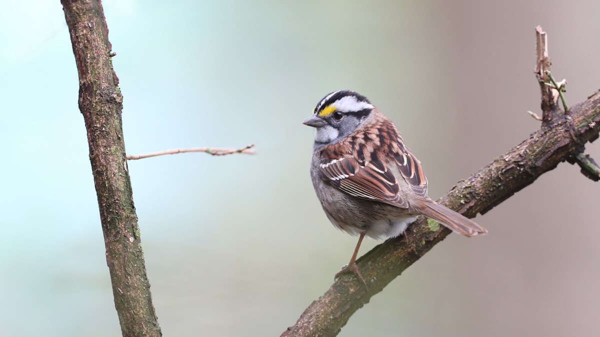 White-throated Sparrow - Daniel Jauvin