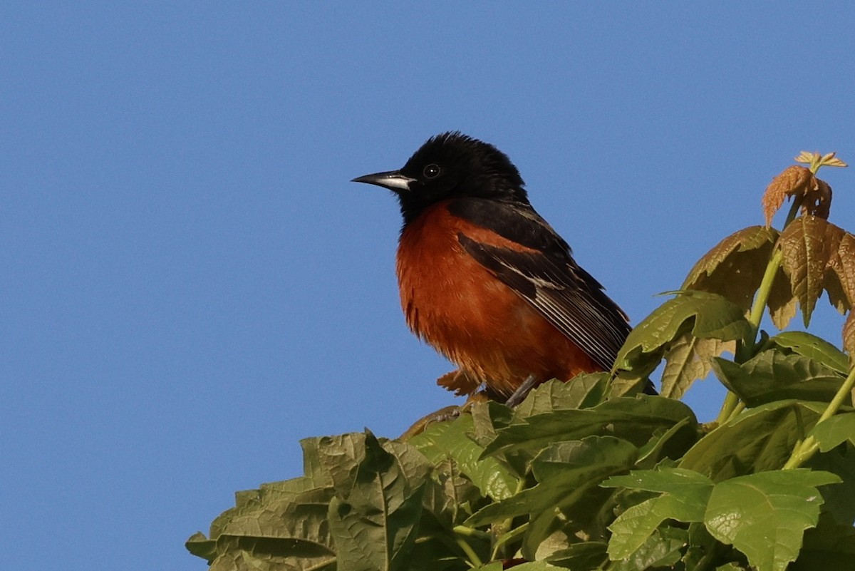 Orchard Oriole - Judith Birkel