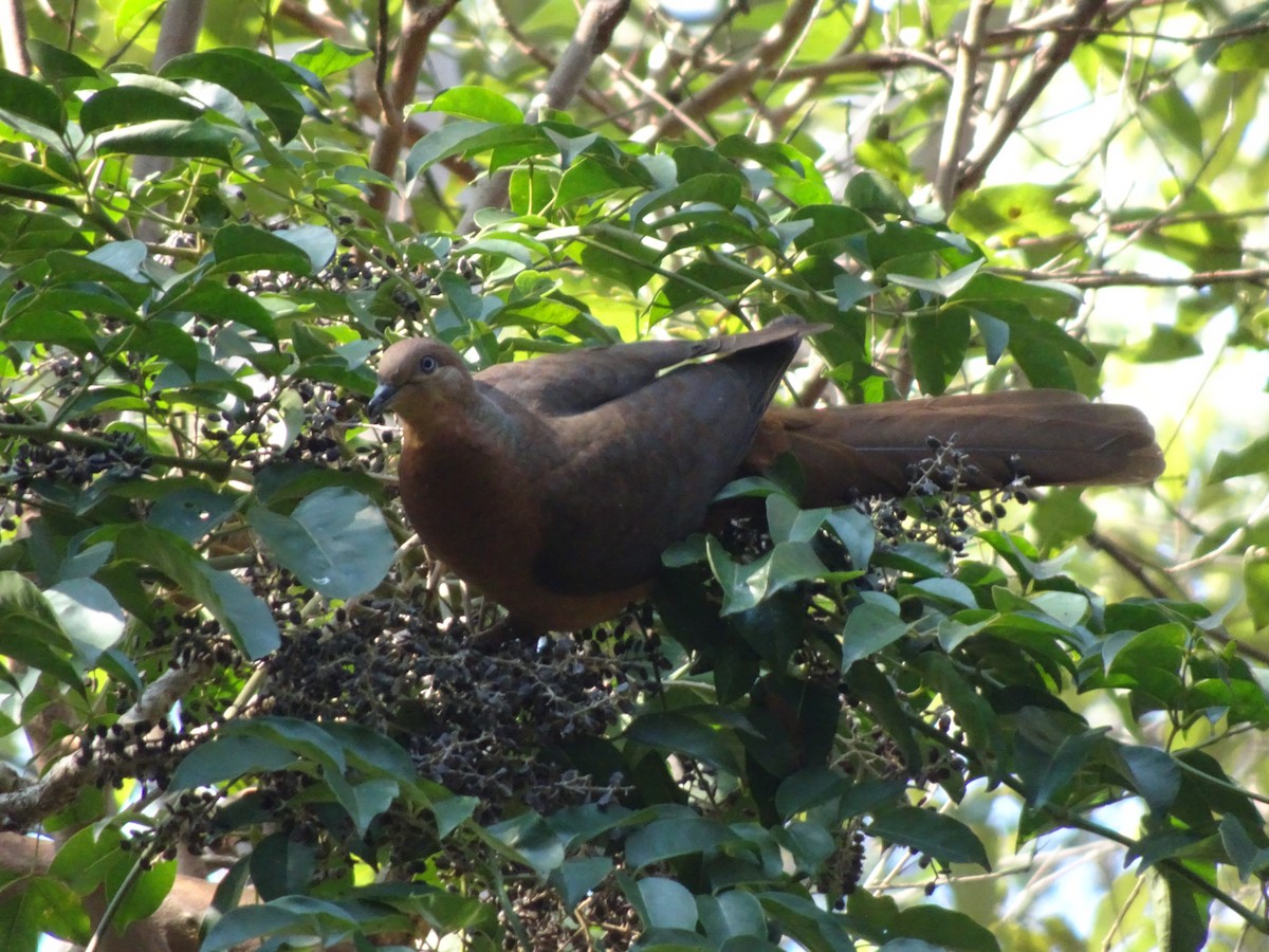 Brown Cuckoo-Dove - Max Radvan