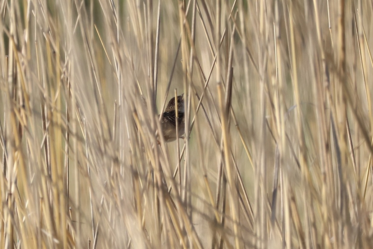 Sedge Wren - Judith Birkel