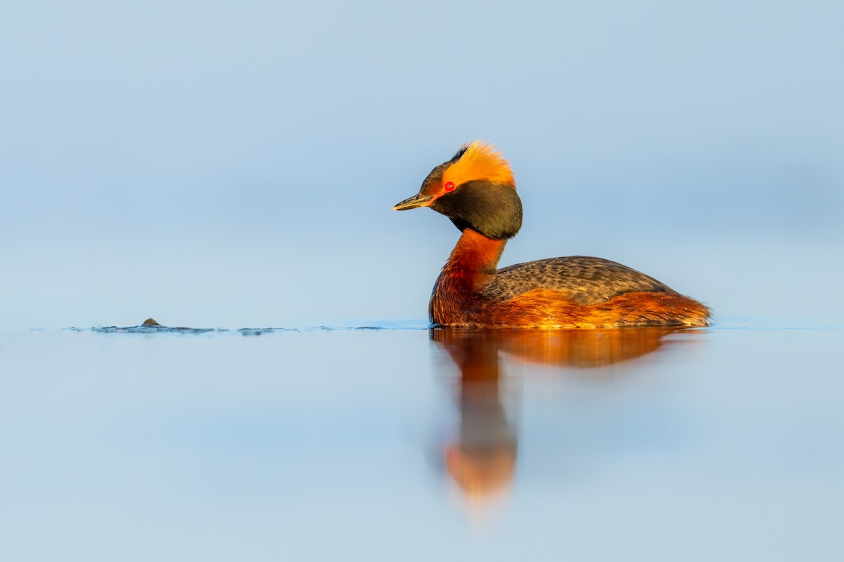 Horned Grebe - ML579479161