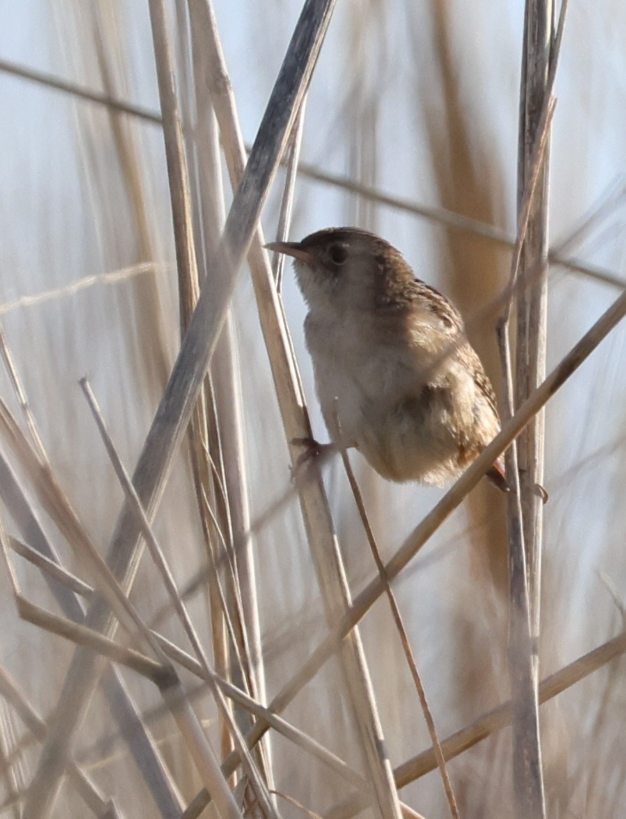 Sedge Wren - Judith Birkel