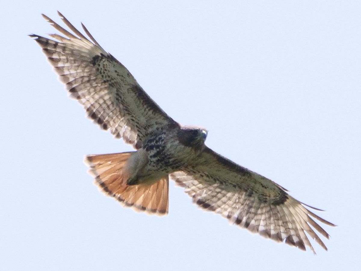 Red-tailed Hawk (abieticola) - Aidan Hamilton