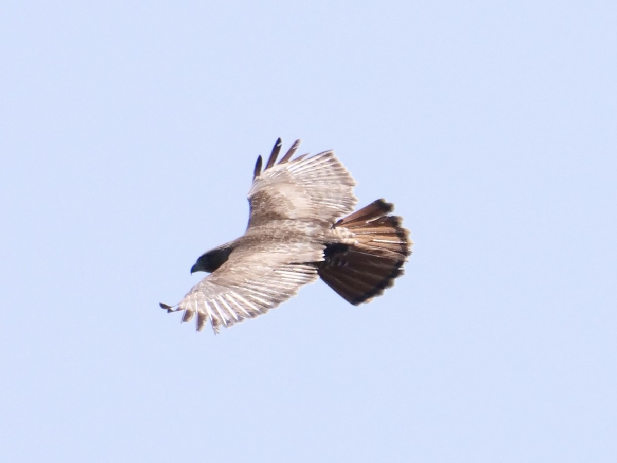 Red-tailed Hawk (abieticola) - Aidan Hamilton