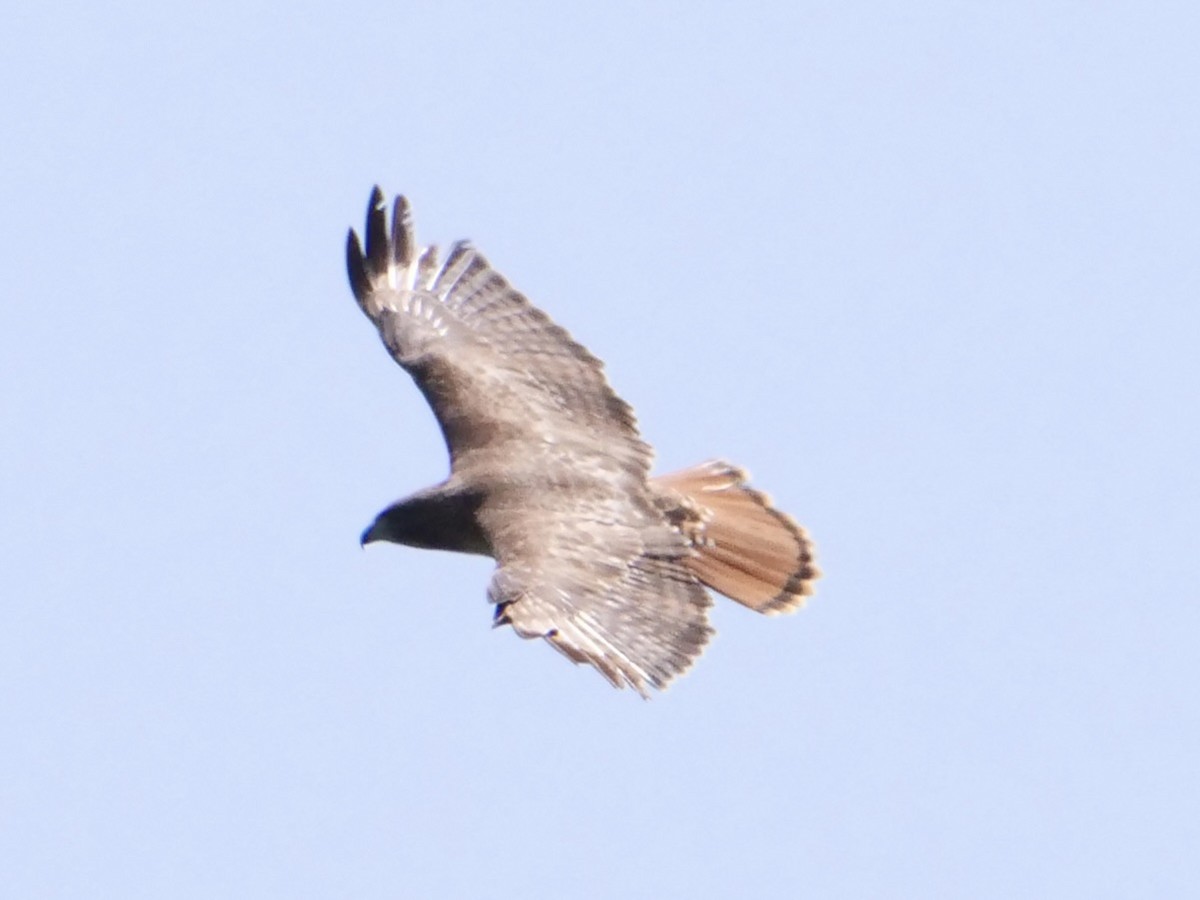 Red-tailed Hawk (abieticola) - Aidan Hamilton