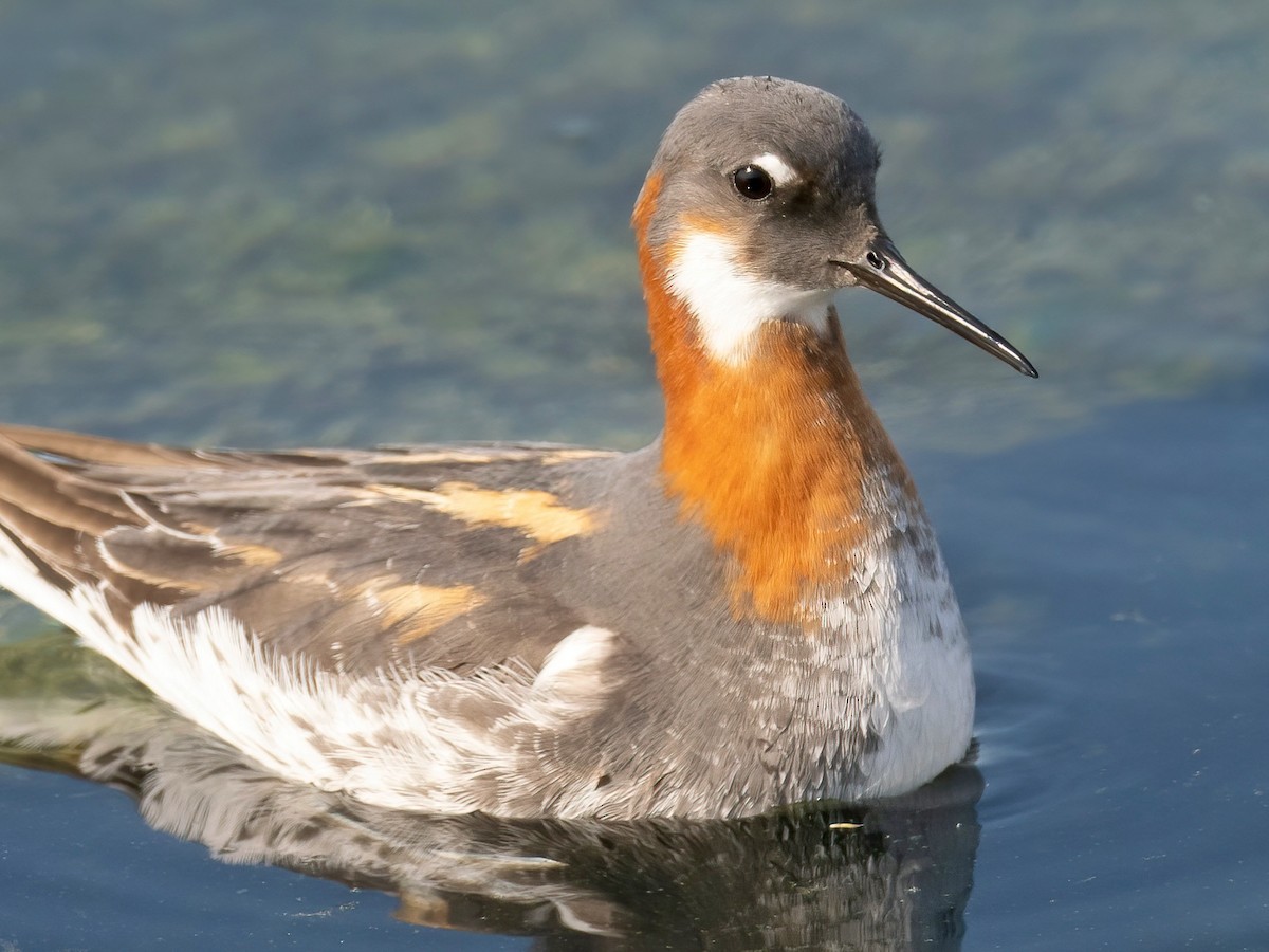 Phalarope à bec étroit - ML579481731