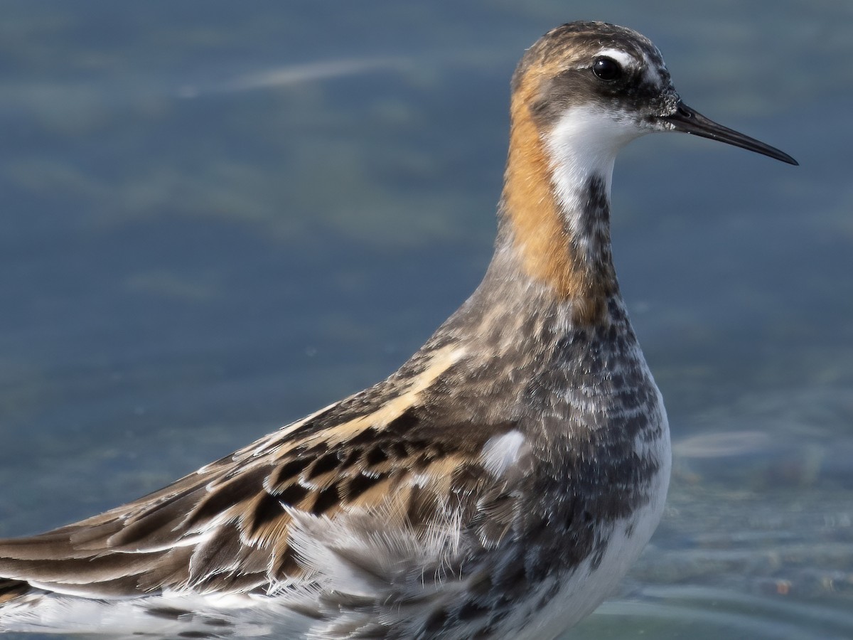 Red-necked Phalarope - Tori Martel