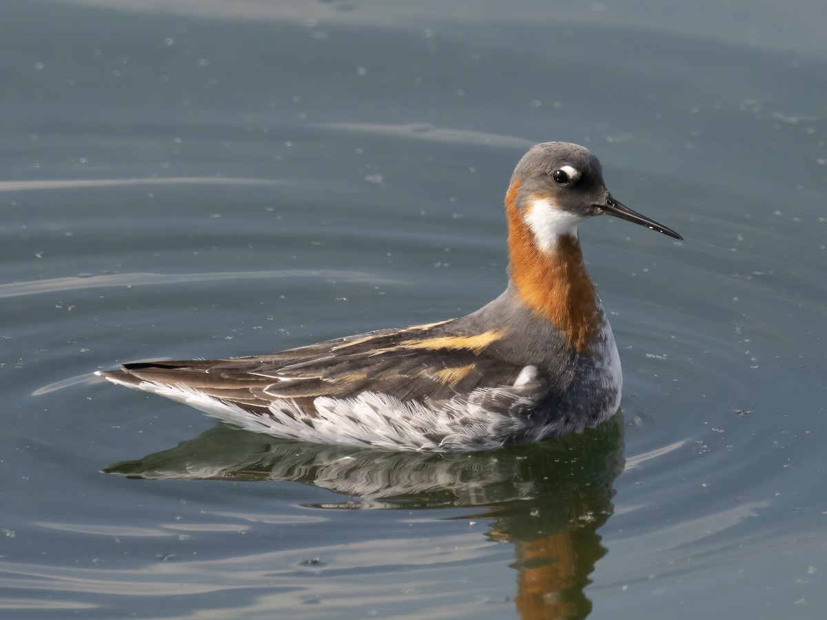 Red-necked Phalarope - ML579481751