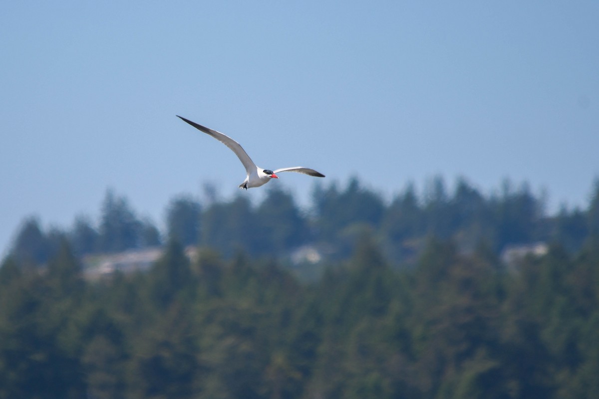 Caspian Tern - ML579481791